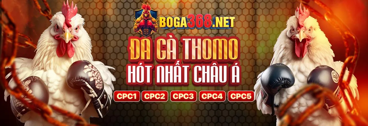 Sân đấu đá gà trực tuyến sôi động tại kkwin nhà cái